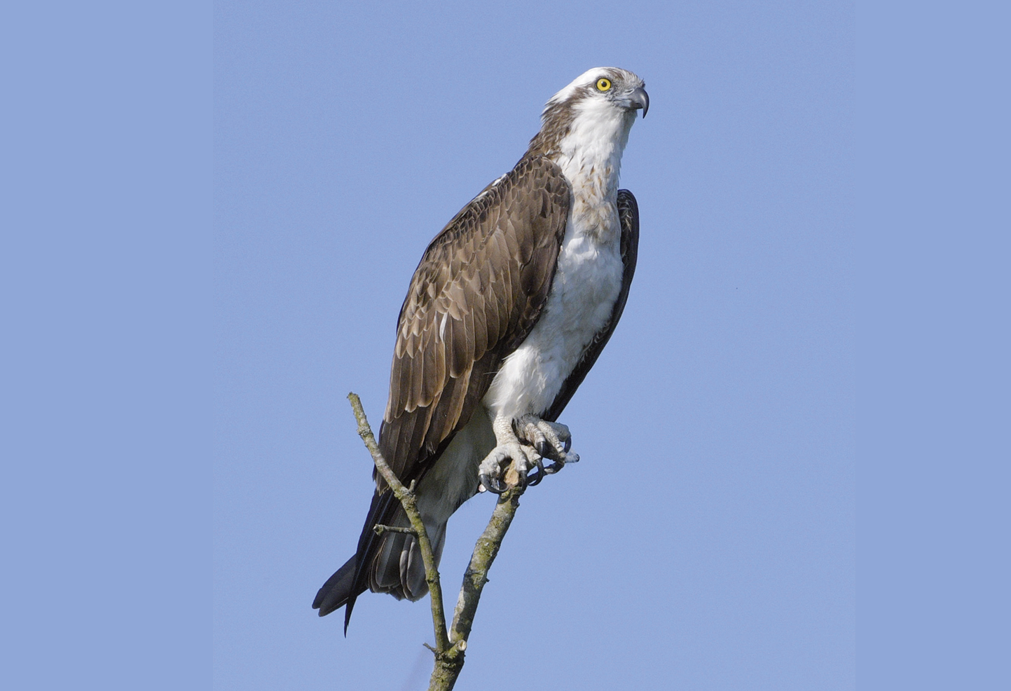 Balbuzard pêcheur