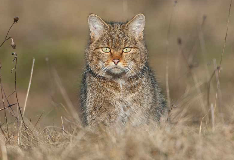 Le Chat forestier