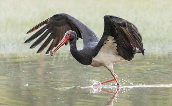 Cigogne noire