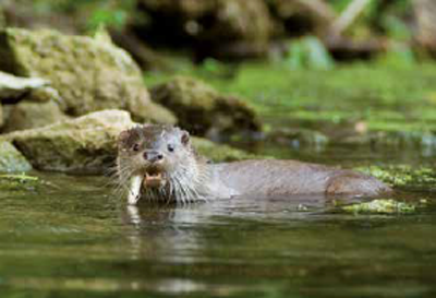 Loutre d’Europe