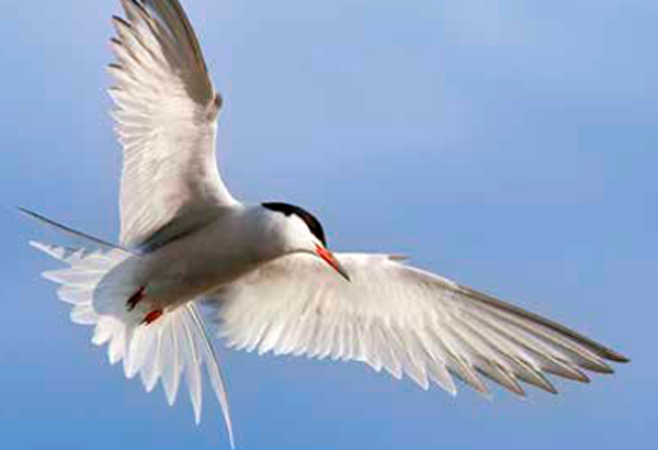 Sterne pierregarin (Sterna hirundo)